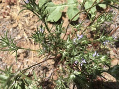 Eriastrum filifolium