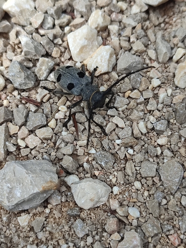 Morimus funereus