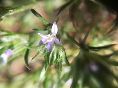 Eriastrum filifolium