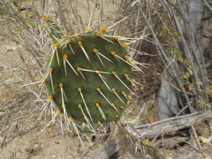 Opuntia