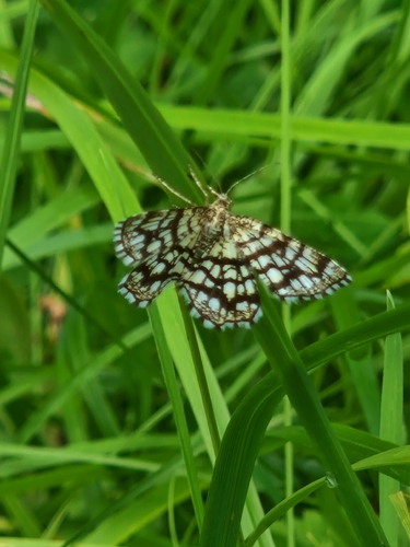 Latticed Heath