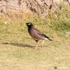 Acridotheres tristis