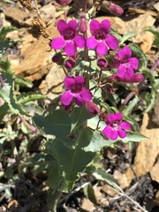 Penstemon clevelandii