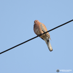 Streptopelia senegalensis