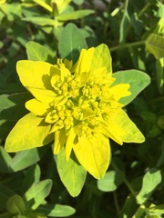 Helioscopia