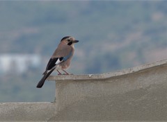 Garrulus glandarius atricapillus