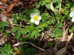 Fragaria nubicola