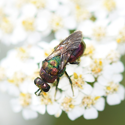 Hedychrum rutilans