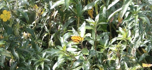 Banded Orange Heliconian