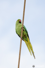 Psittacula krameri