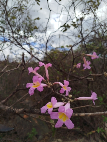 pink ipê