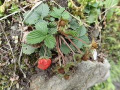 Fragaria nubicola