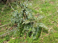 Berberis napaulensis