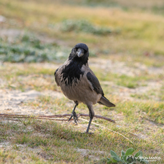 Corvus cornix