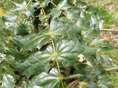 Berberis napaulensis