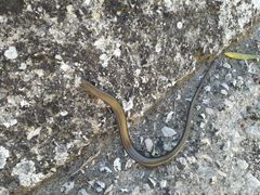 Chalcides chalcides