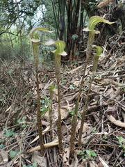 Arisaema nepenthoides