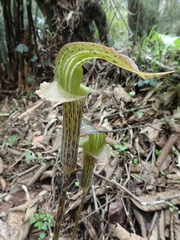 Arisaema nepenthoides