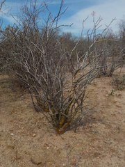 Fouquieria macdougalii
