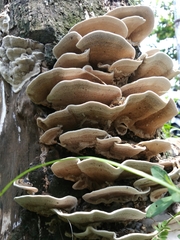 Trametes