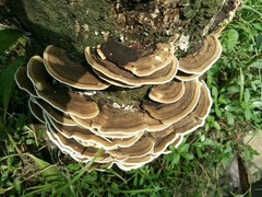 Trametes