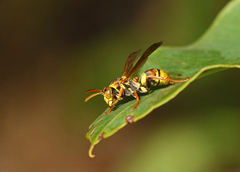 Ropalidia romandi