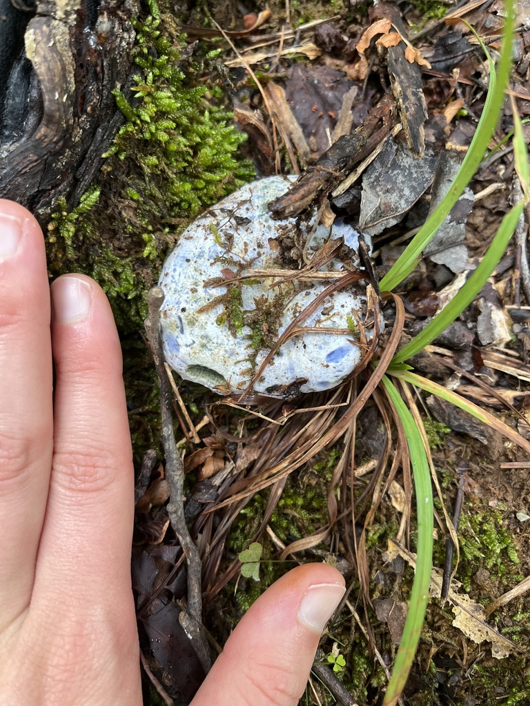 indigo milk cap · July 2026 · photo: Photo: (c) Oliver Hassell, some rights reserved (CC BY) · iNaturalist