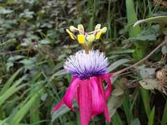 Passiflora rogitamensis