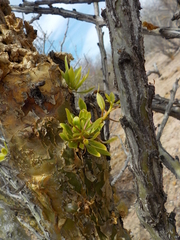 Fouquieria macdougalii