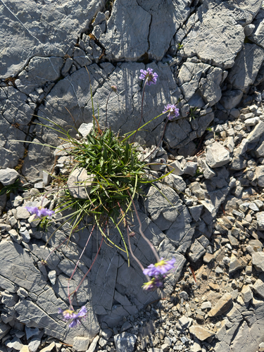 Scabiosa vestina