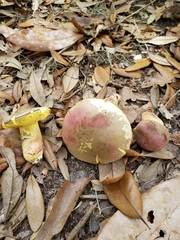 Butyriboletus roseopurpureus