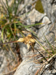 Carex baldensis