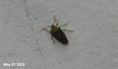 Acanthosoma spinicolle
