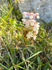 Gymnadenia odoratissima