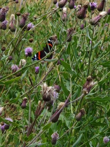 Red Admiral
