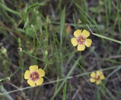 Linum hudsonioides