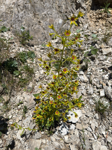 Saxifraga mutata, photograph 4
