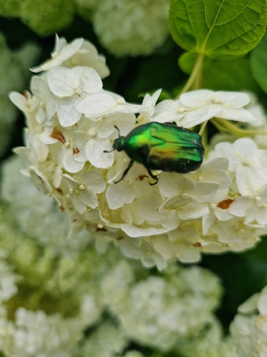 European Rose Chafer