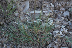 Alopecurus vaginatus