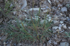 Alopecurus vaginatus