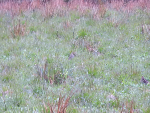 iNaturalist image