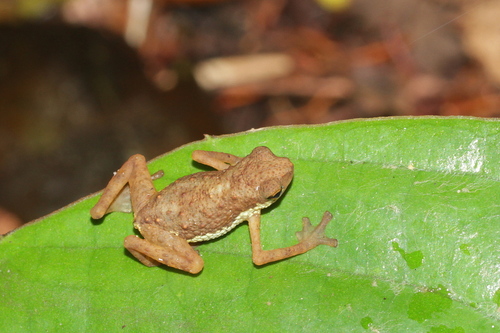 Pelophryne signata observed 2026-07-09