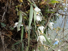 Coelogyne cristata