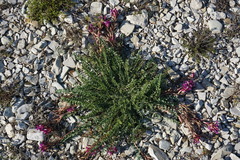 Astragalus brachycarpus