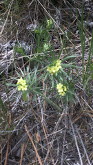 Lithospermum ruderale
