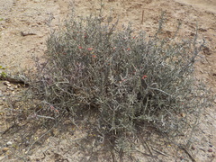 Cylindropuntia leptocaulis