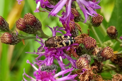 Acmaeodera mixta