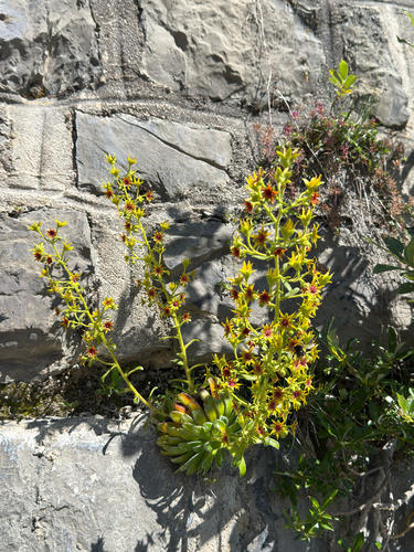 Saxifraga mutata, photograph 3
