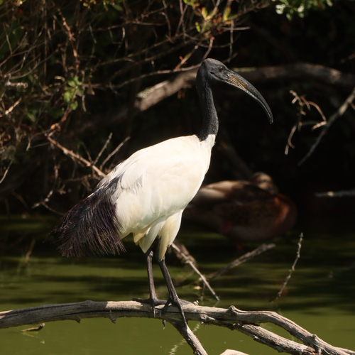 iNaturalist image