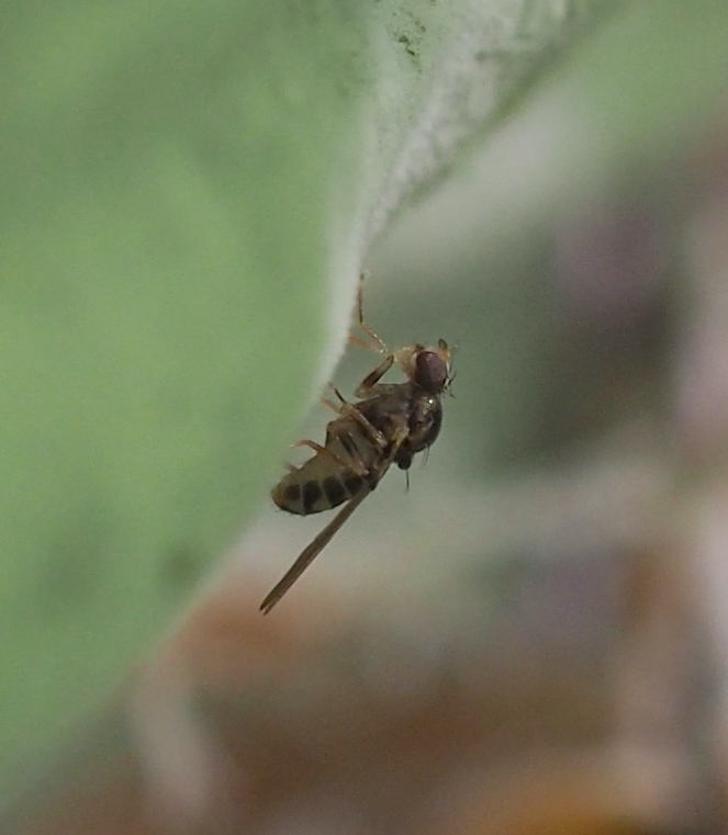 Mycodrosophila poecilogastra